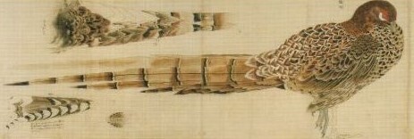 酒井抱一筆「四季花鳥図屏風」周辺（二）: 新「俳諧と美術」
